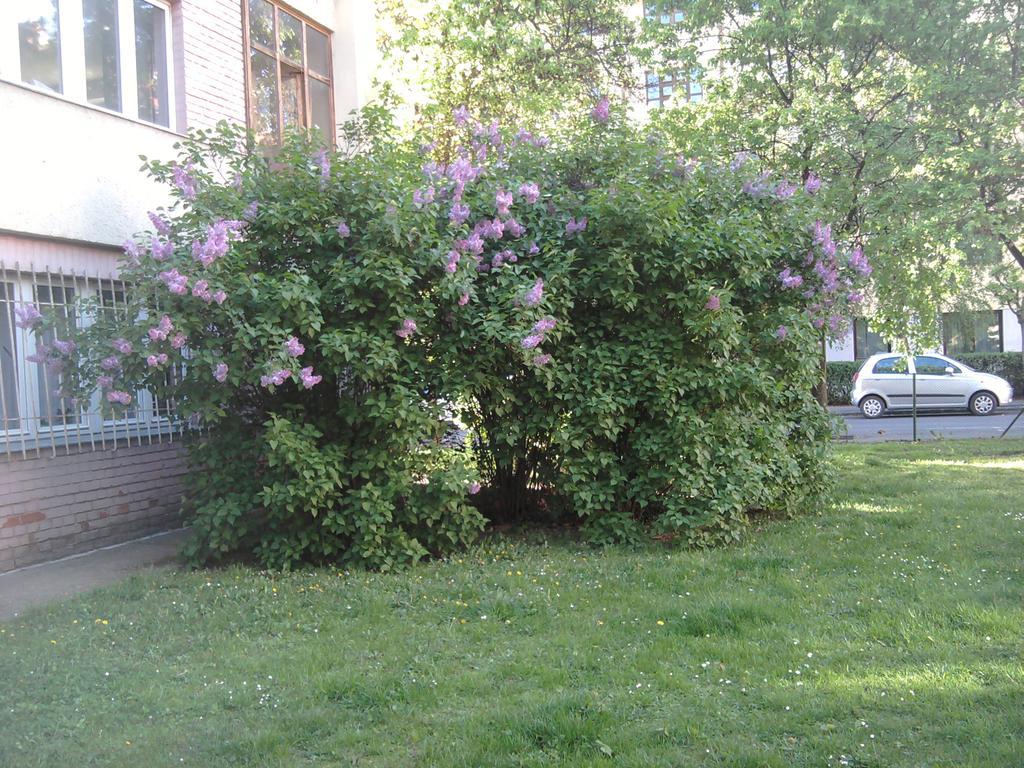 Belvarosi Studio Apartman Γκιόρ Εξωτερικό φωτογραφία